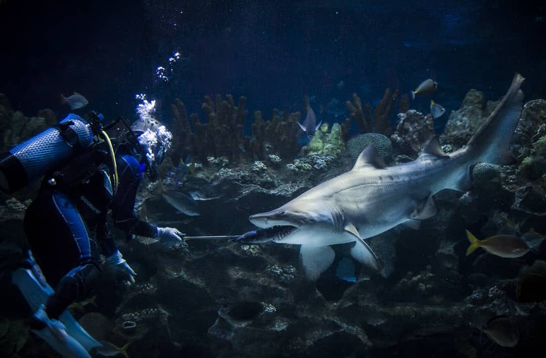 aquaria klcc birthday promotion - feeding sessions
