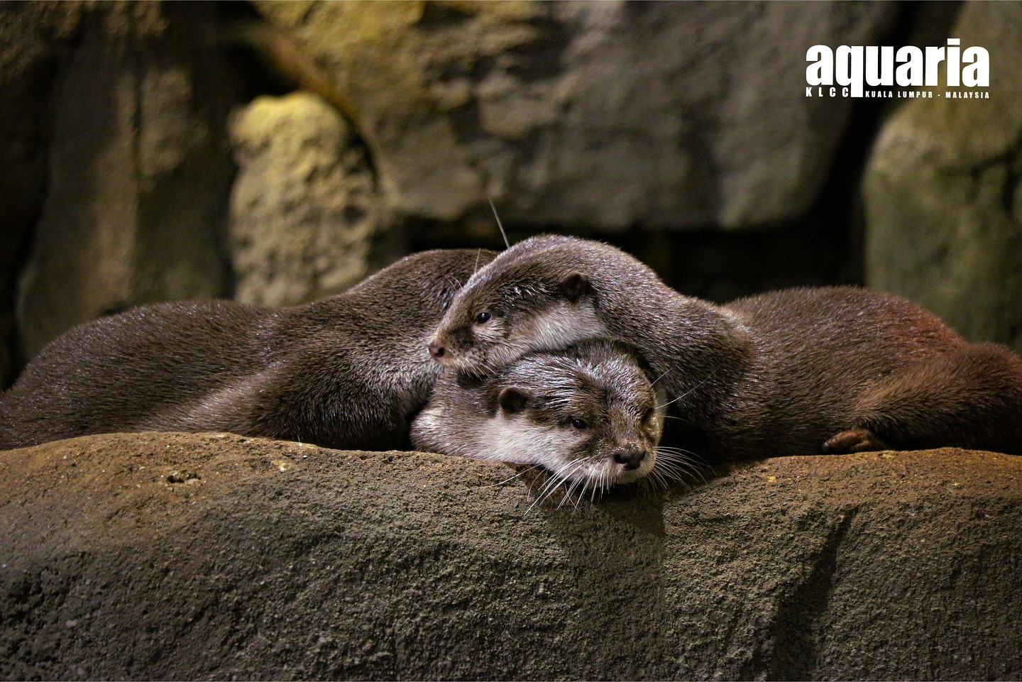 aquaria klcc birthday promotion - animals