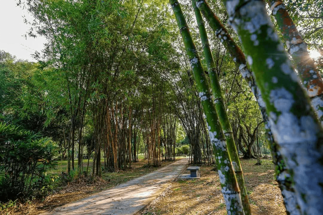 Taman Botani Diraja Johor - bamboo