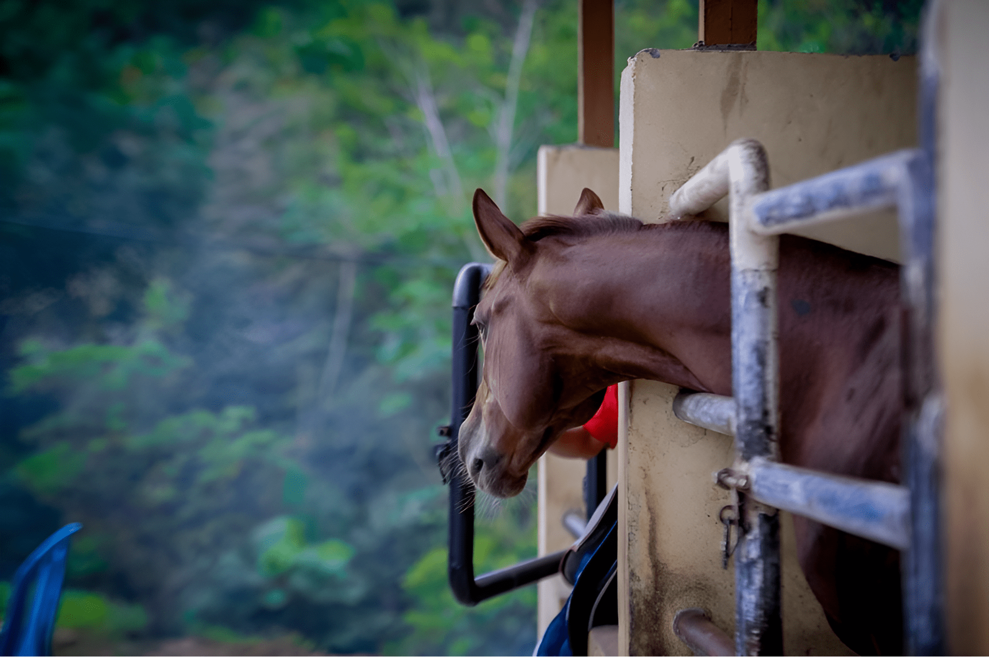 Kelab Berkuda Al Heyzum - horses