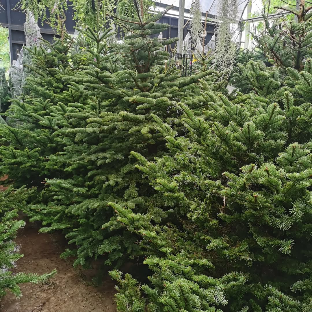 Floristika - Christmas trees in Malaysia