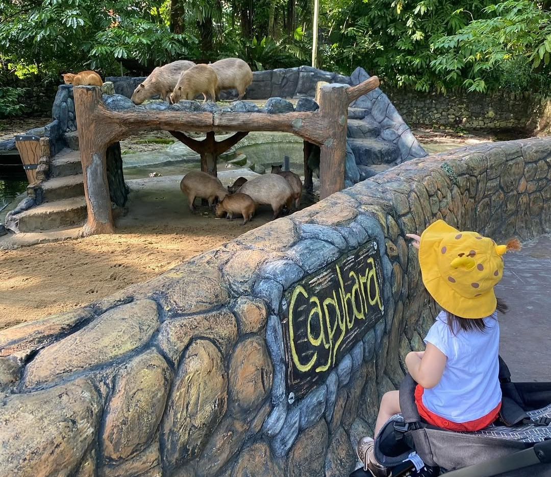 ZOO NEGARA FREE TICKETS CHILDREN'S DAY - CAPYBARA