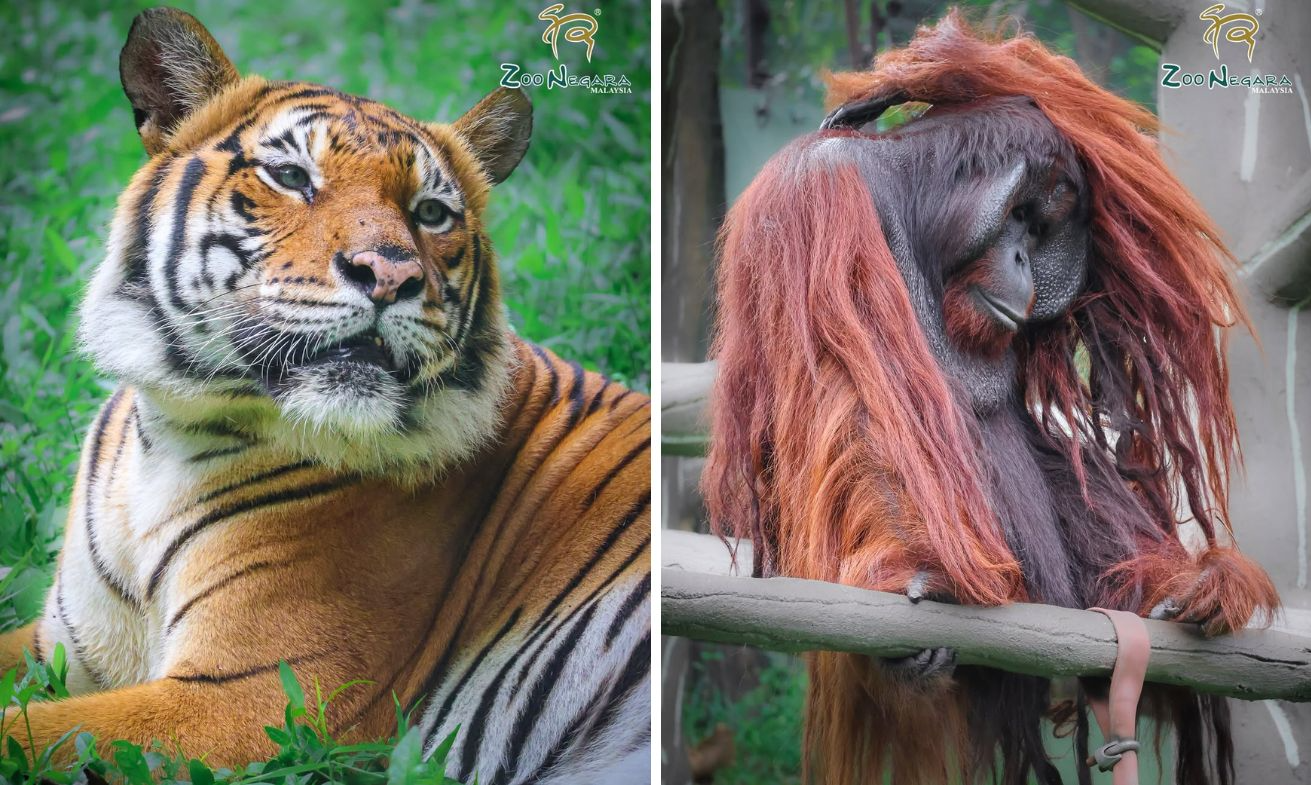 ZOO NEGARA FREE TICKETS CHILDREN'S DAY - ANIMALS