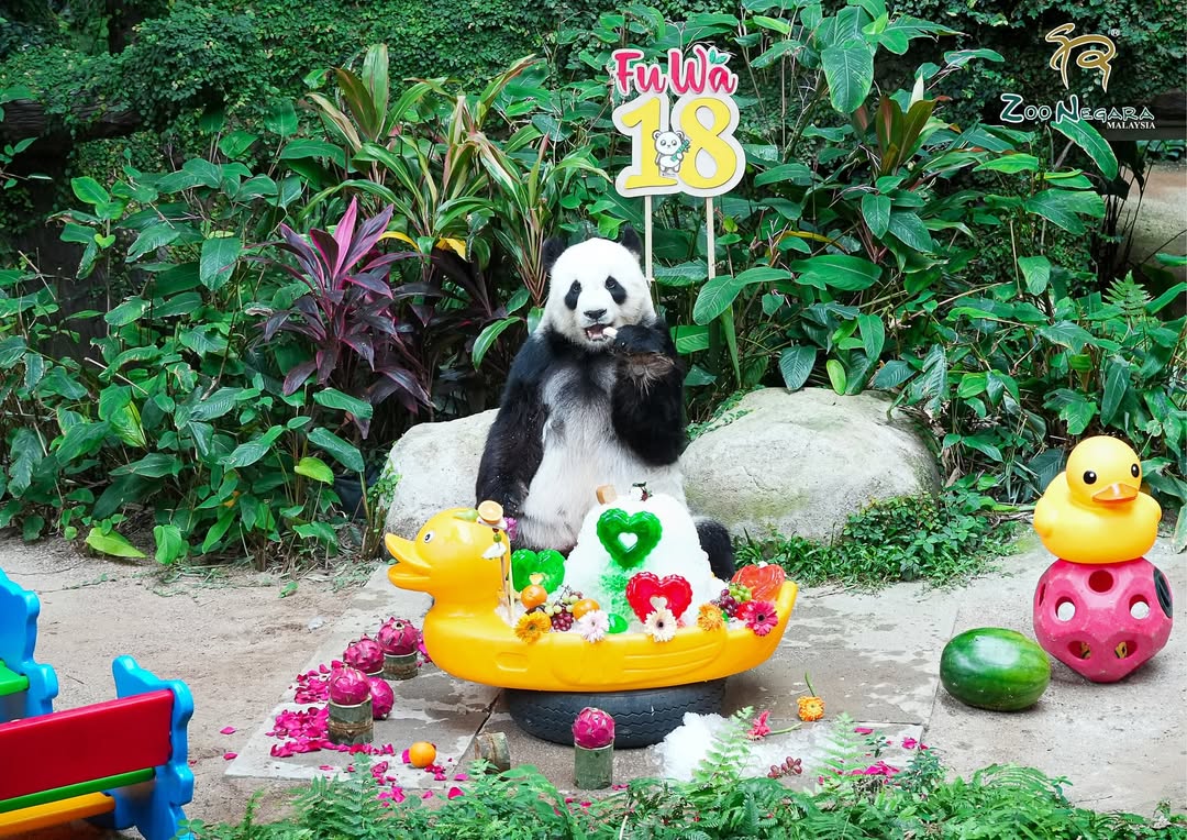 Zoo negara pandas - fu wa
