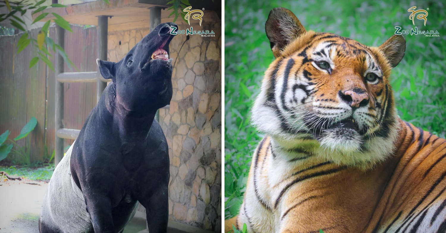 zoo negara free tickets - animals