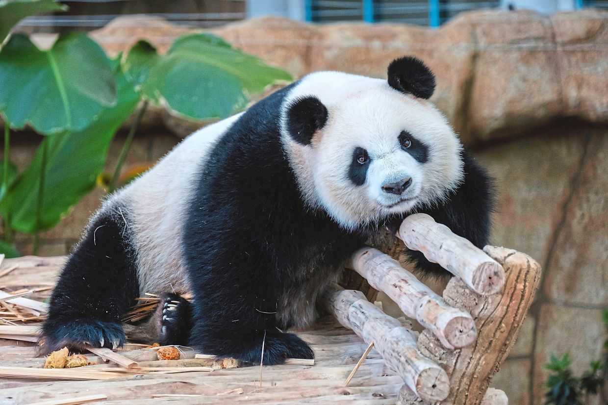 Chen Xing BERNAMA - Meet Pandas Chen Xing and Xiao Yue at Zoo Negara