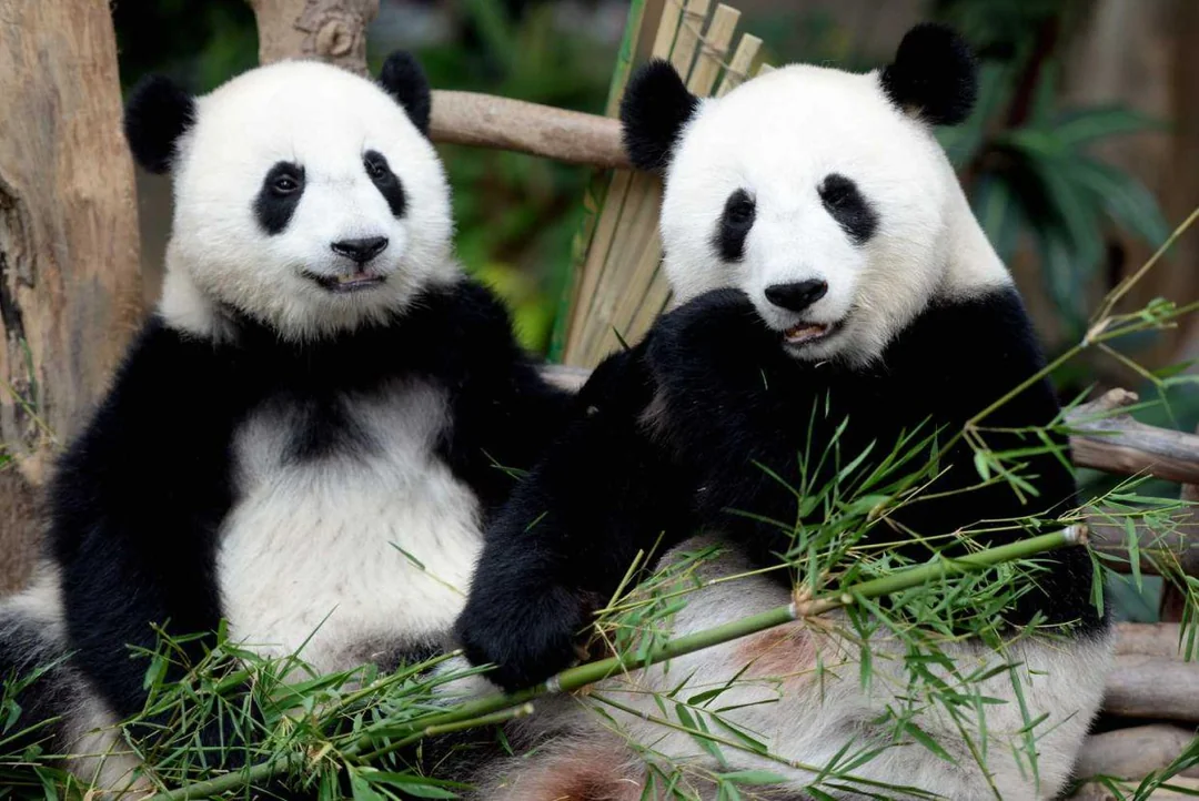 Conservation programme - Meet Pandas Chen Xing and Xiao Yue at Zoo Negara