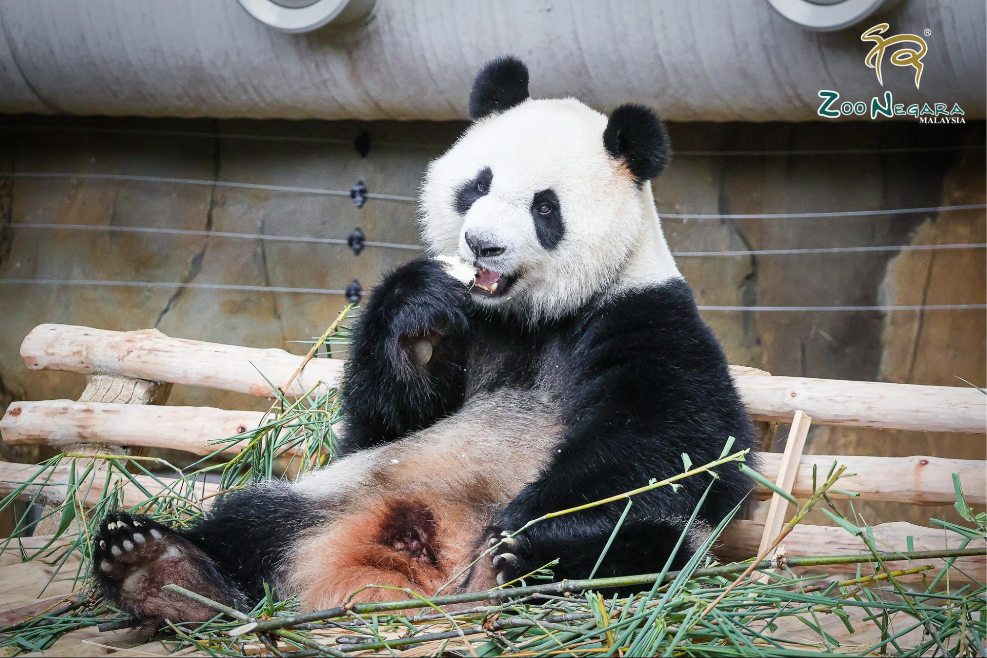 From china - Meet Pandas Chen Xing and Xiao Yue at Zoo Negara
