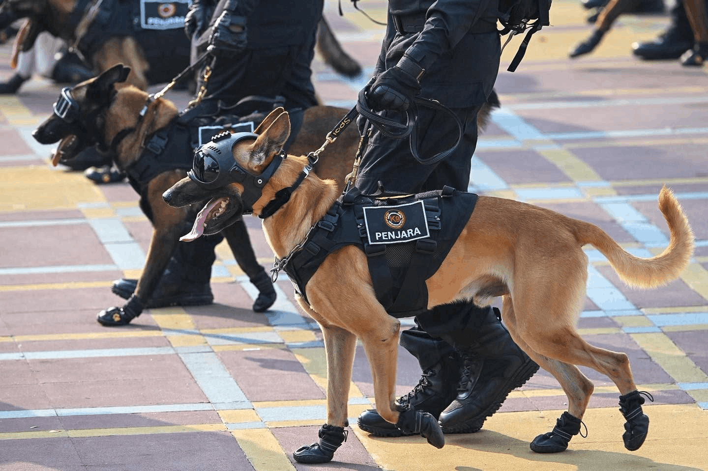 merdeka day 2026 parade - k9