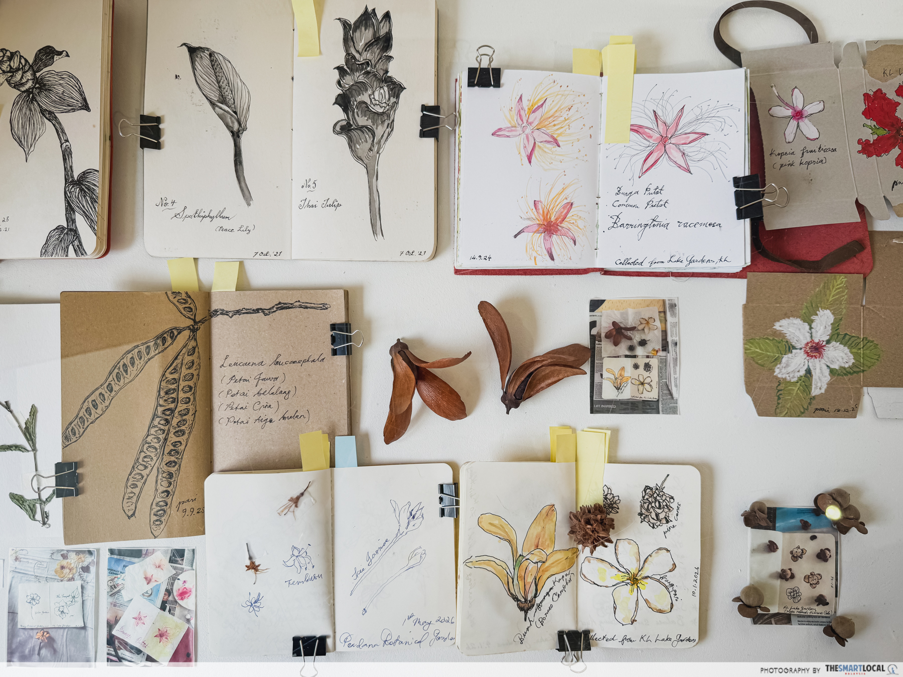 BOTANY OF BELONGING - BOTANICAL ART SKETCHES