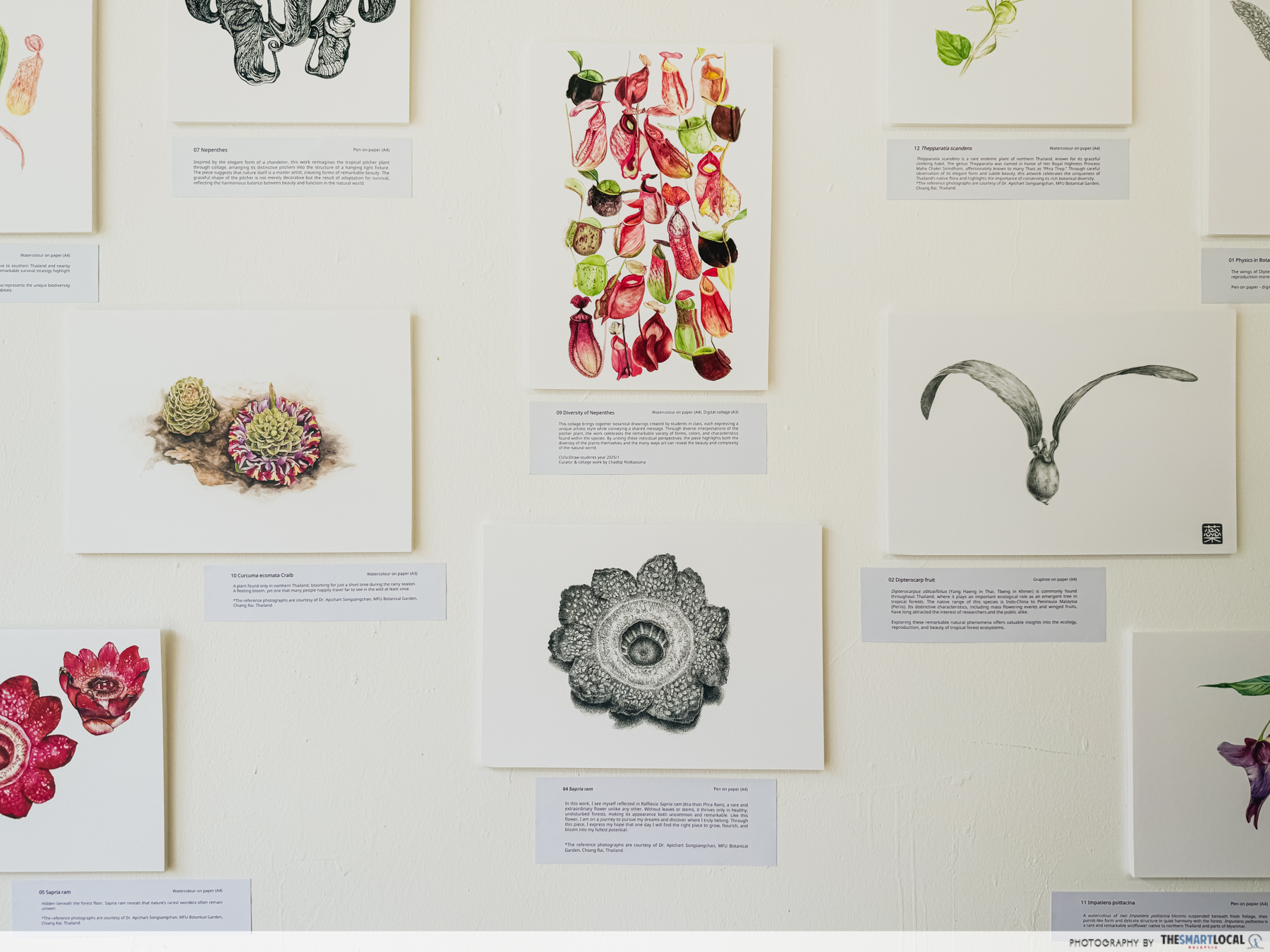 BOTANY OF BELONGING - BOTANICAL ART PRINTS